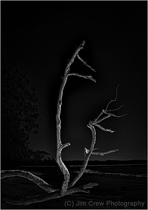 Dead Tree